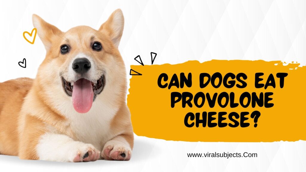 Can Dogs Eat Provolone Cheese