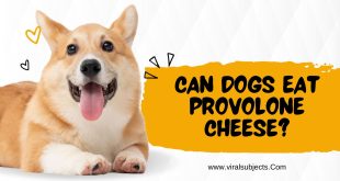Can Dogs Eat Provolone Cheese