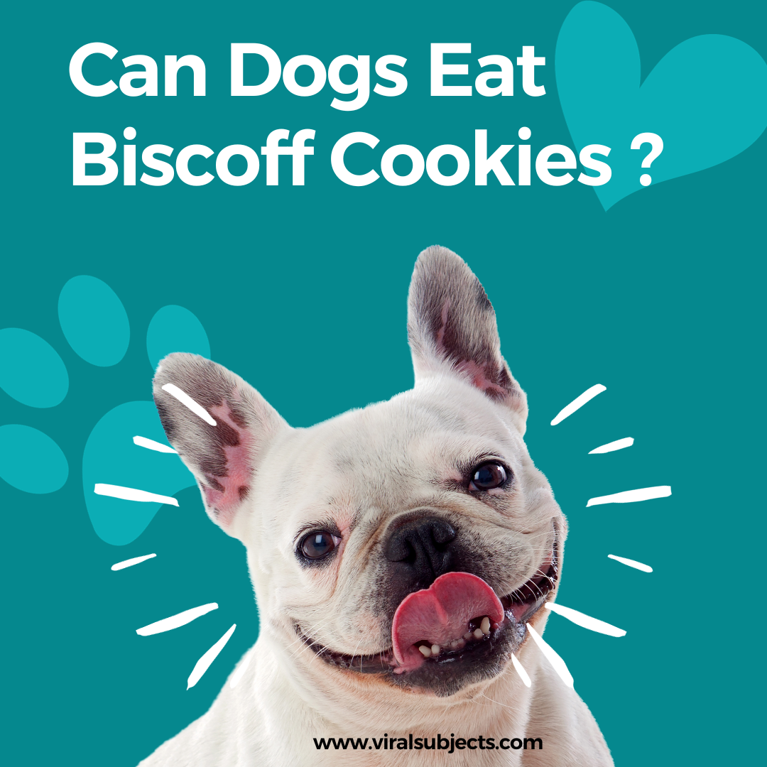 Can Dogs Eat Biscoff Cookies ? A Comprehensive Guide to Canine