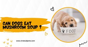 Can dogs eat Mushroom soup