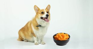 Can a dog eat cheetos