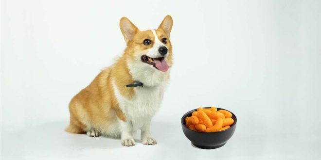 Can a dog eat cheetos
