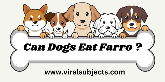 Can Dogs Eat Farro ? Health Concerns & Advice
