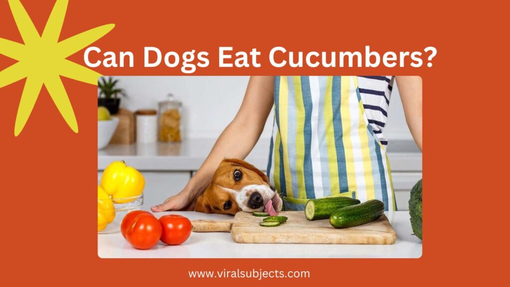 Can Dogs Eat Cucumbers