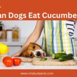 Can Dogs Eat Cucumbers