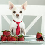 Can Dogs Eat Strawberries