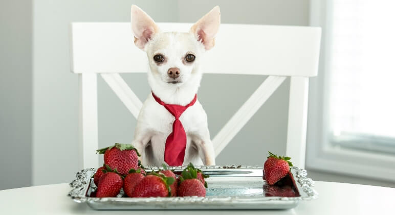 Can Dogs Eat Strawberries