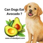 Can Dogs Eat Avocado