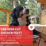 Dogs Eat Chicken Feet