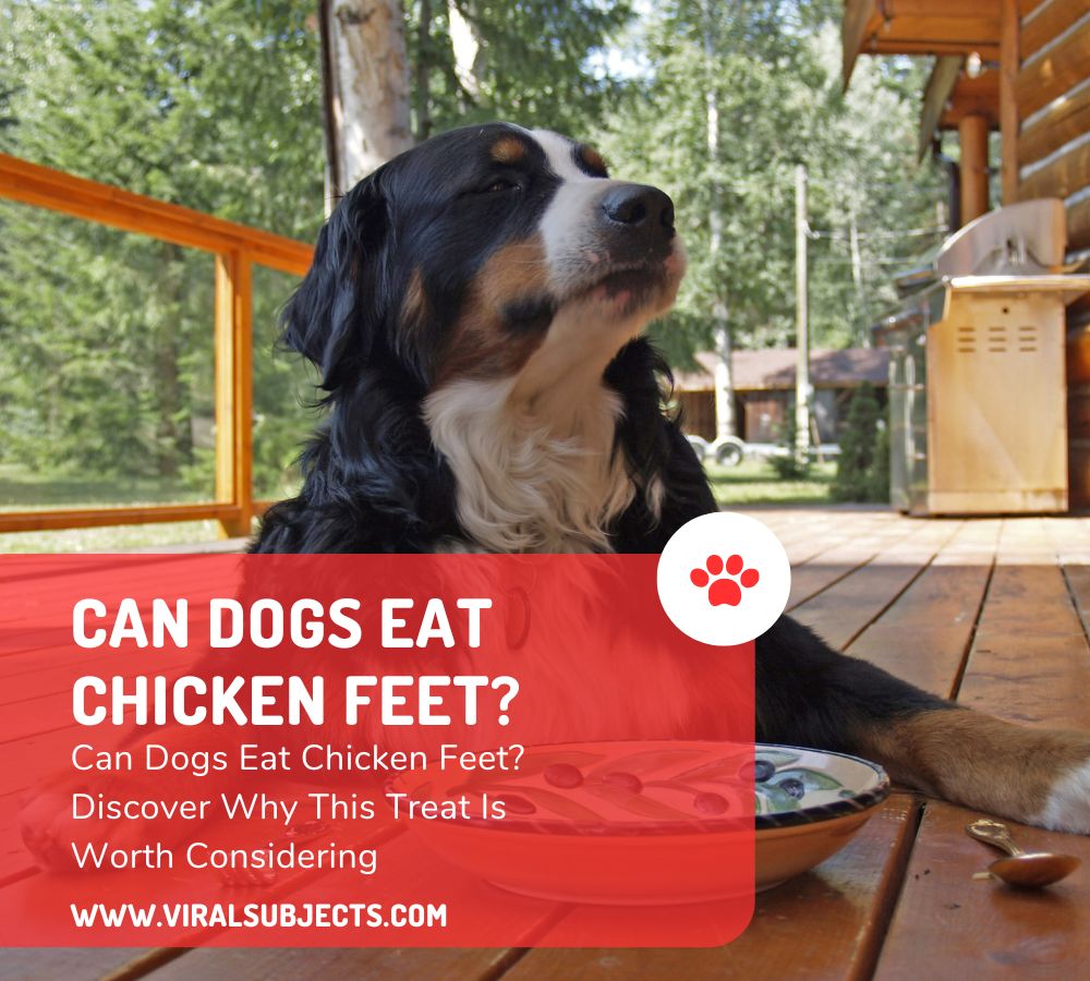 Dogs Eat Chicken Feet