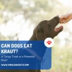 Can Dogs Eat Kraut