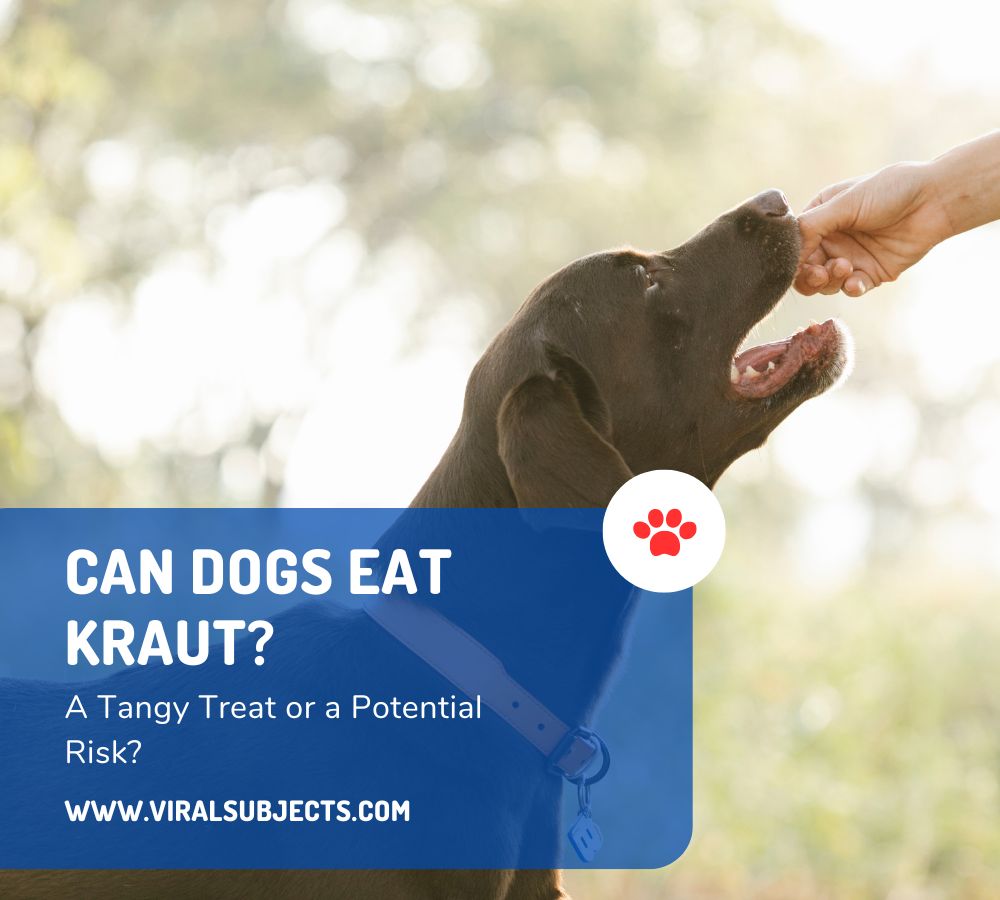 Can Dogs Eat Kraut