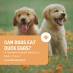 Can Dogs Eat Duck Eggs