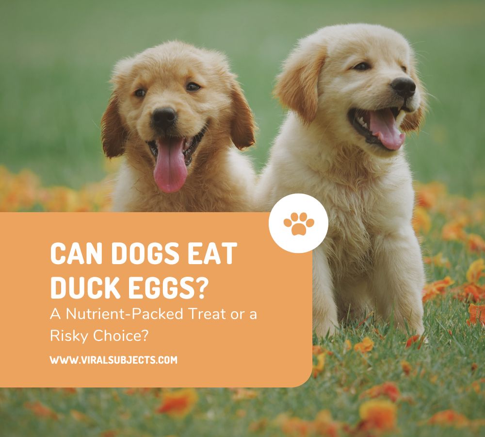 Can Dogs Eat Duck Eggs