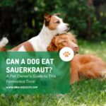 Can a Dog Eat Sauerkraut