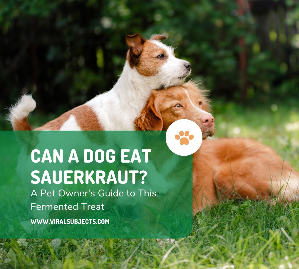 Can a Dog Eat Sauerkraut