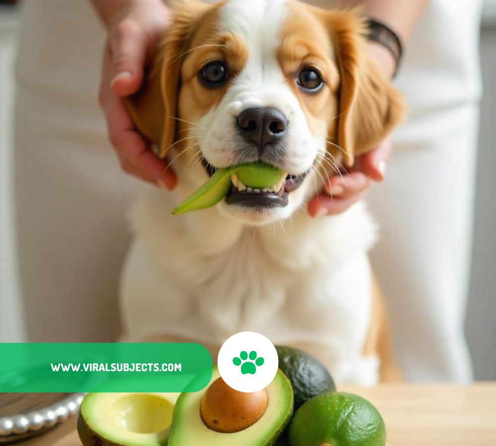 Can Dogs Eat Avocado Oil