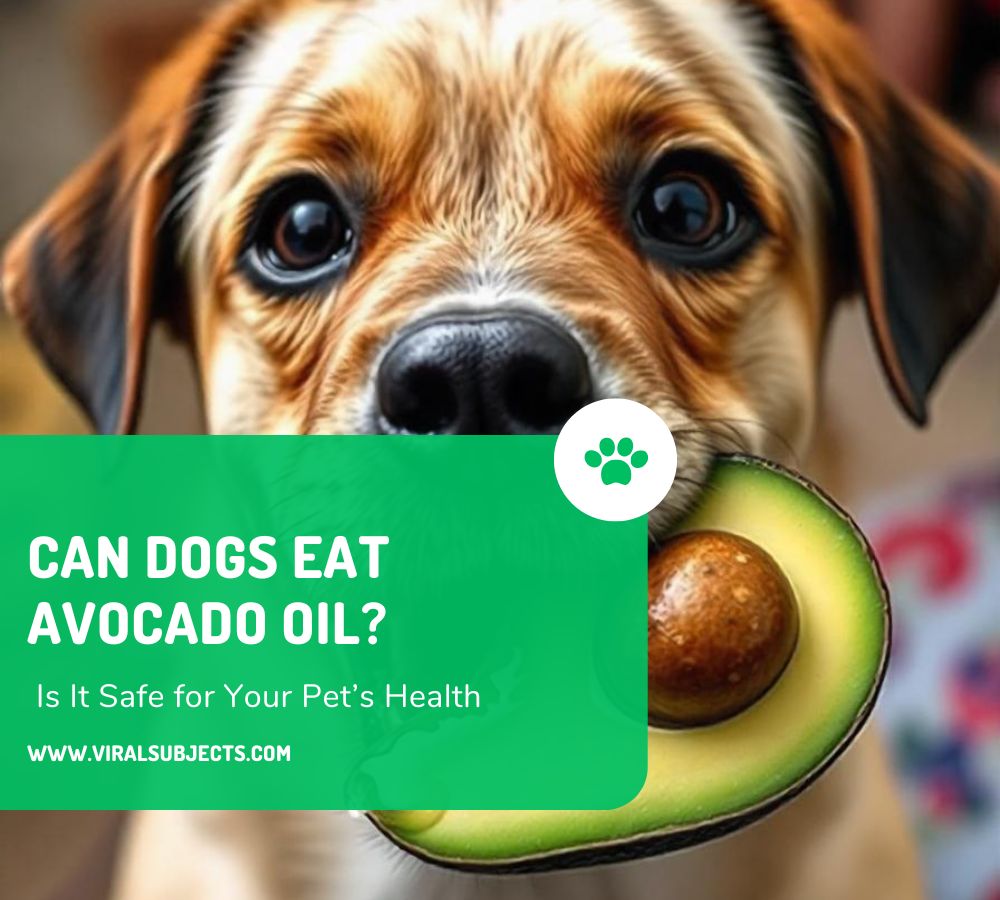 Can Dogs Eat Avocado Oil