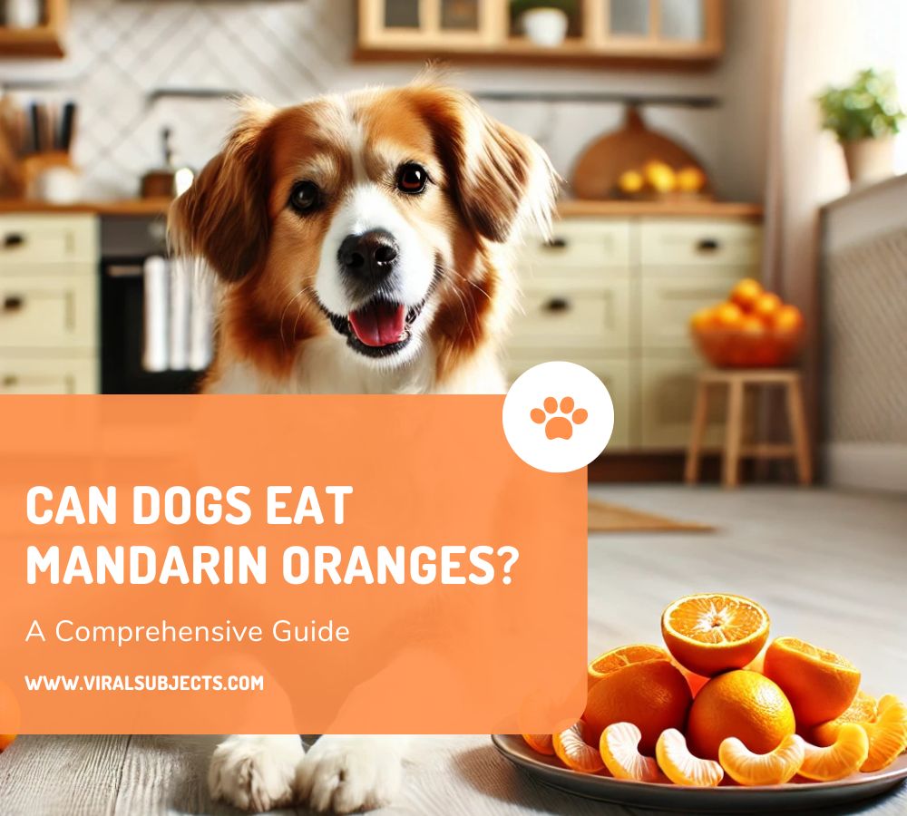 Can Dogs Eat Mandarin Oranges?