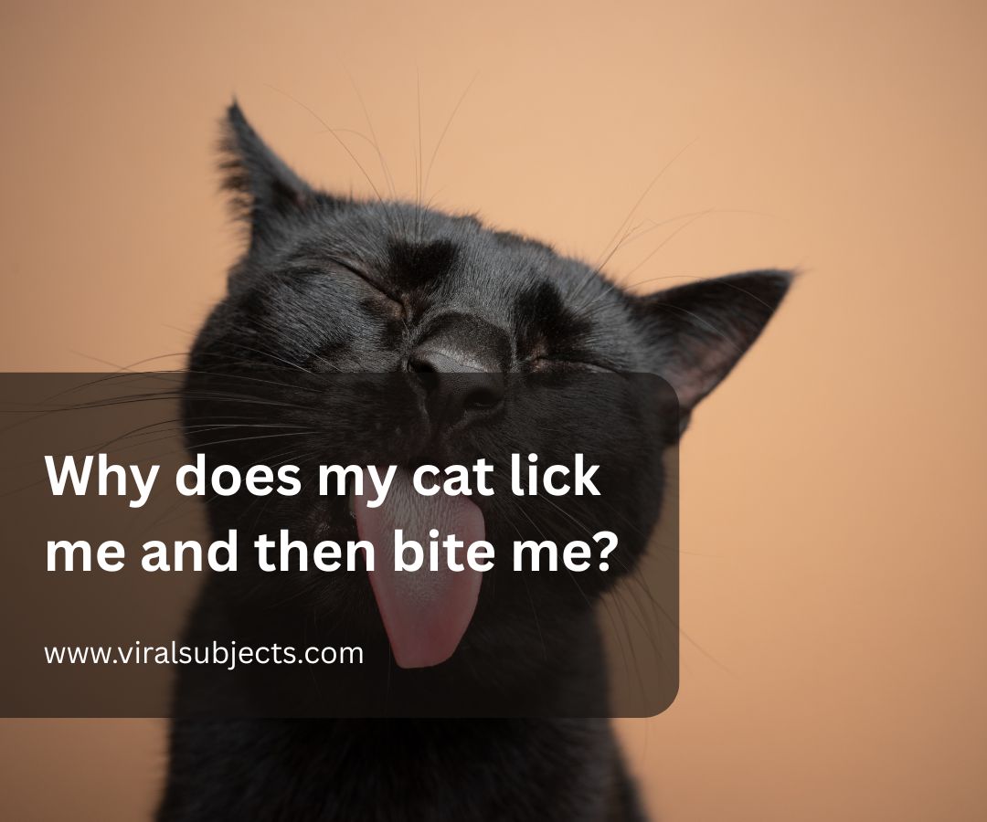 Why does my cat lick me and then bite me