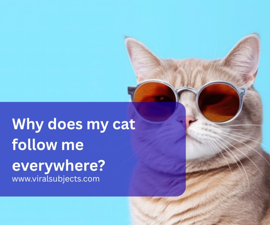 Why does my cat follow me everywhere