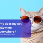 Why does my cat follow me everywhere