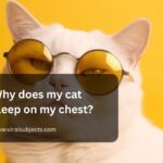 Why does my cat sleep on my chest