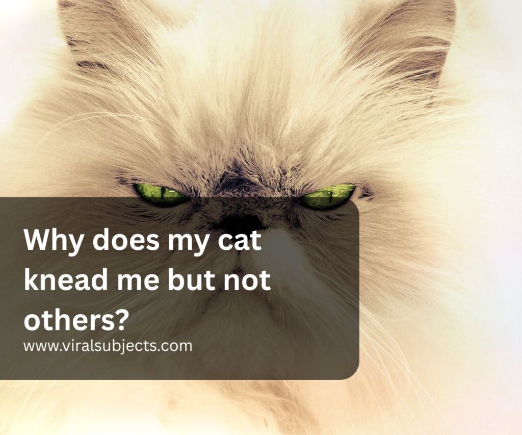 Why does my cat knead me but not others