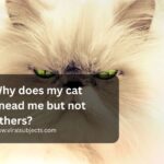 Why does my cat knead me but not others