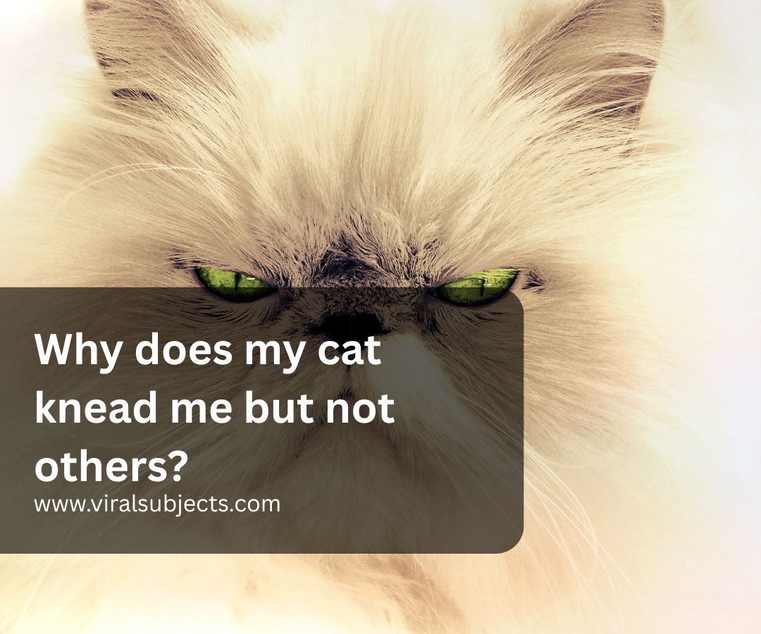 Why does my cat knead me but not others