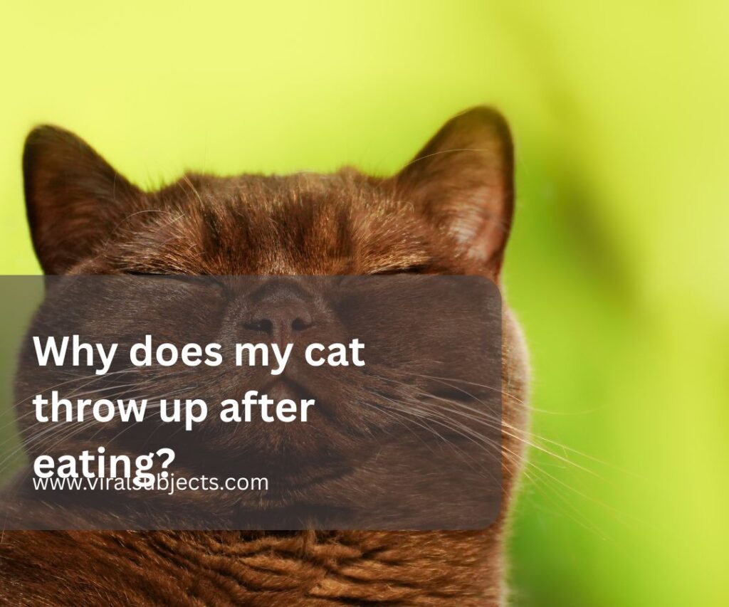 Why does my cat throw up after eating?