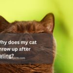 Why does my cat throw up after eating?