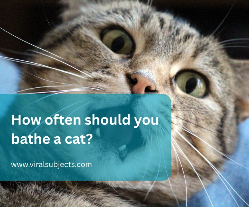 How often should you bathe a cat