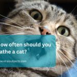 How often should you bathe a cat
