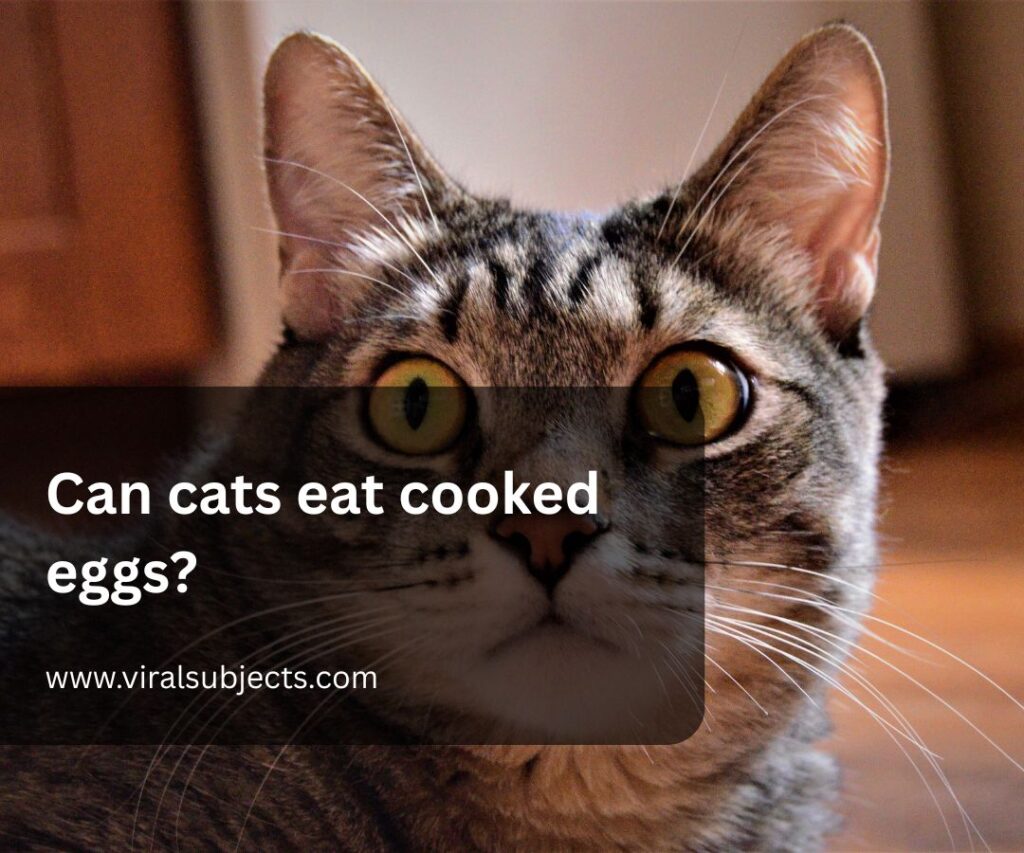 Can cats eat cooked eggs