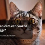 Can cats eat cooked eggs