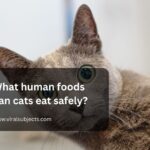 What human foods can cats eat safely?