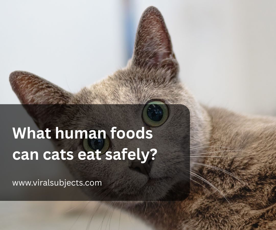 What human foods can cats eat safely?