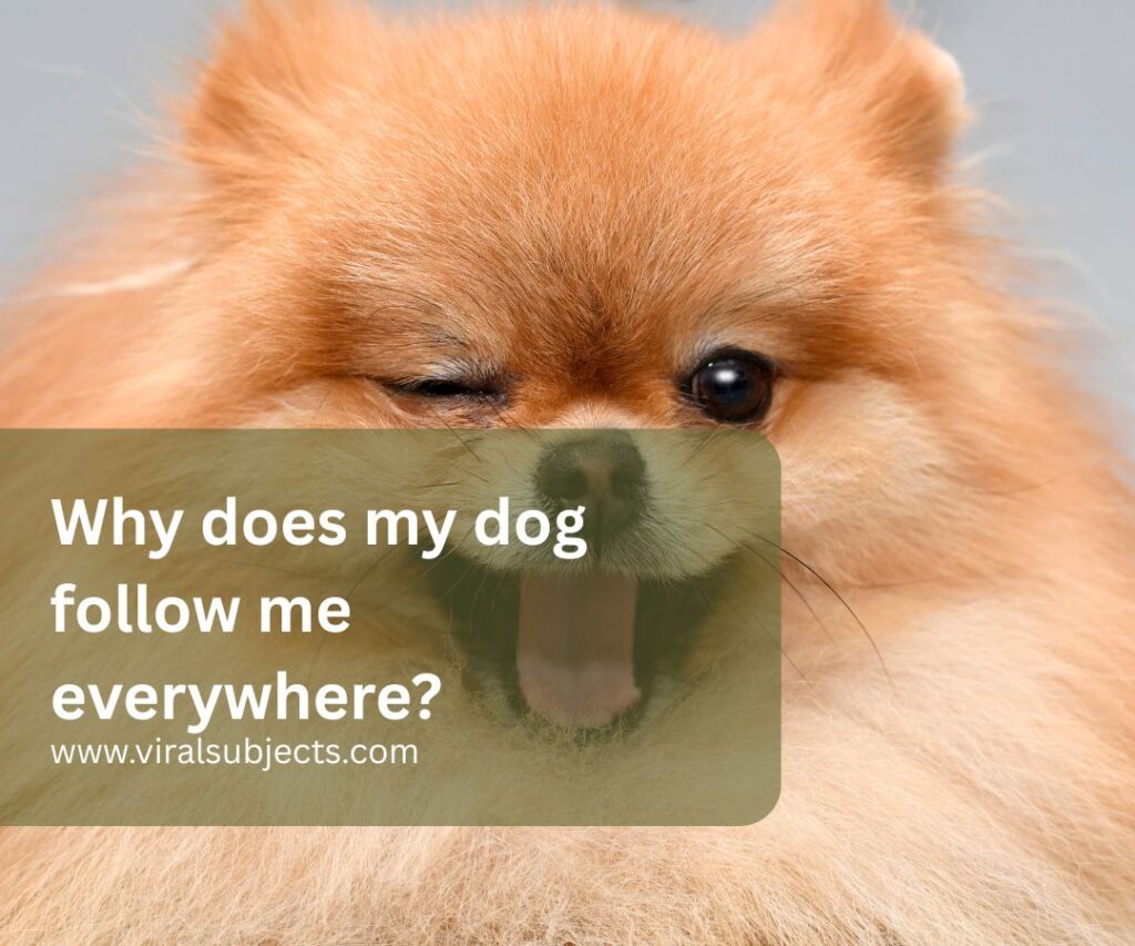 Why does my dog follow me everywhere