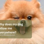 Why does my dog follow me everywhere