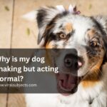 Why is my dog shaking but acting normal
