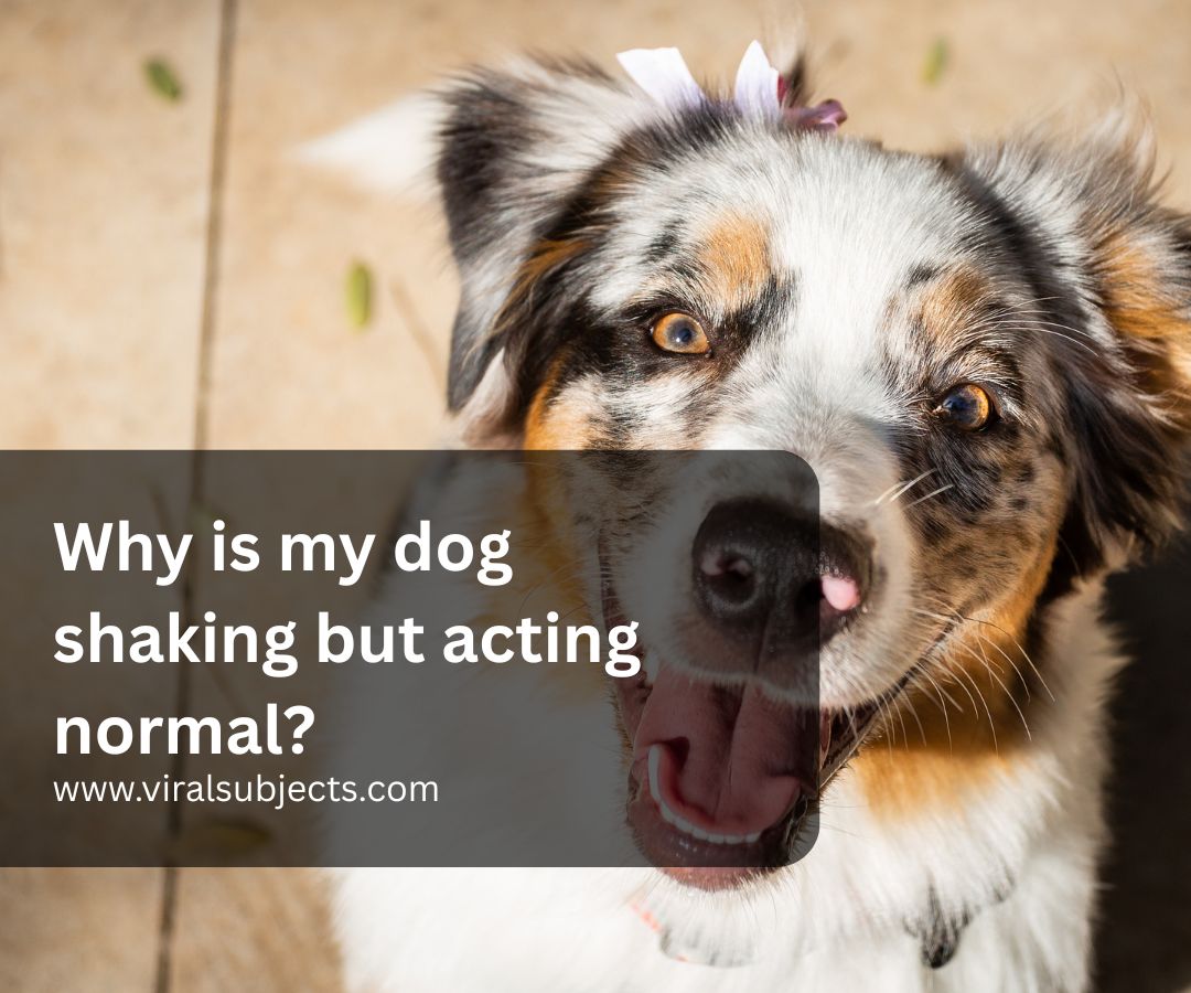 Why is my dog shaking but acting normal