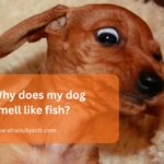 Why does my dog smell like fish