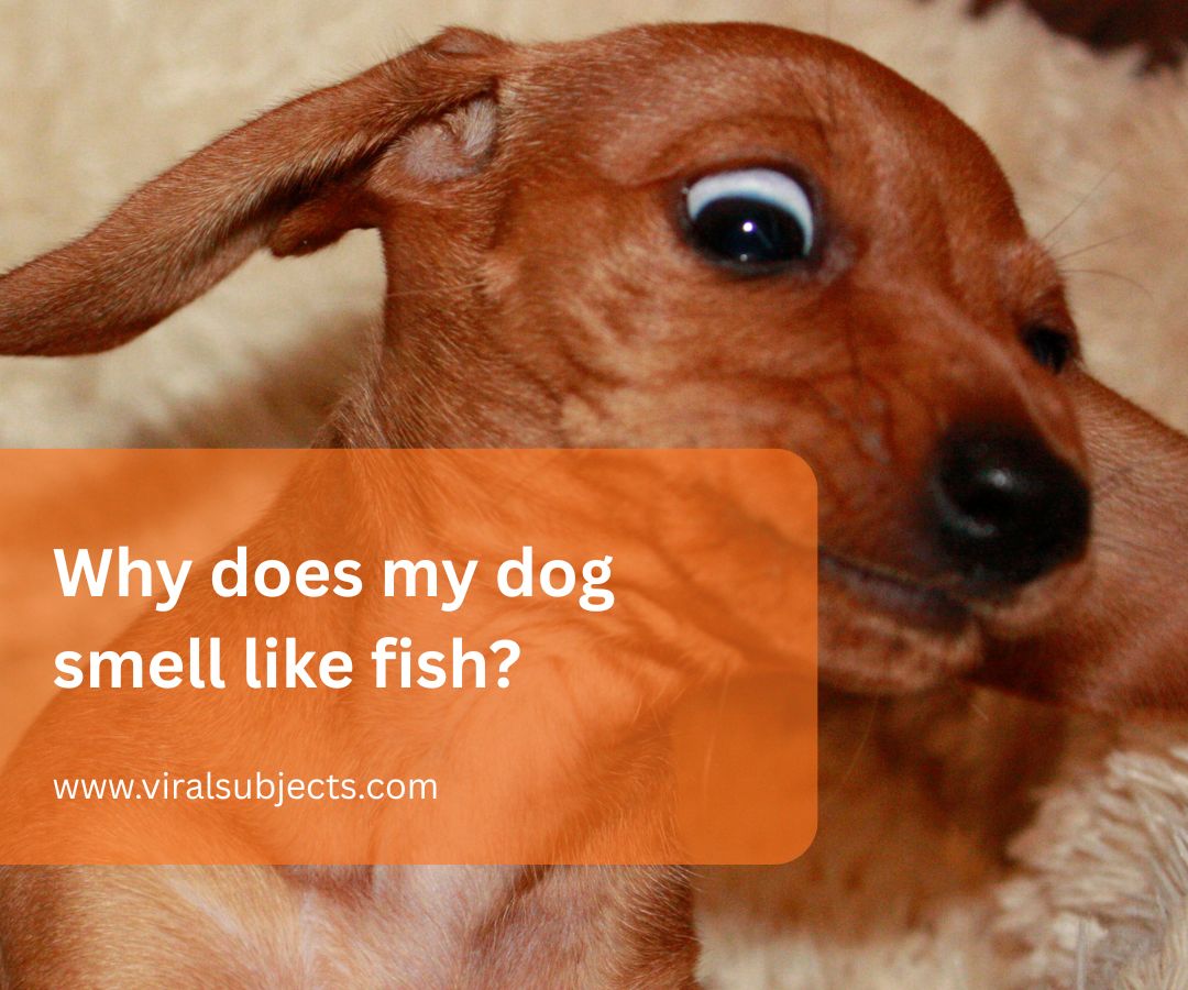 Why does my dog smell like fish