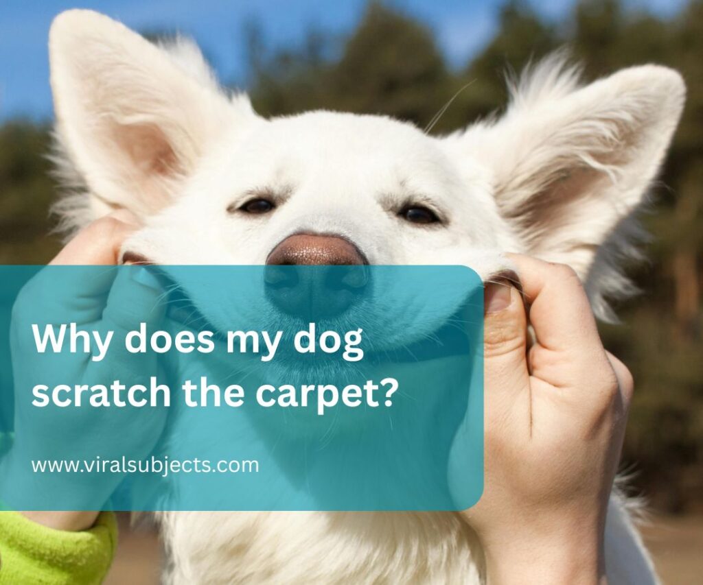 Why does my dog scratch the carpet