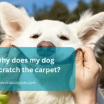 Why does my dog scratch the carpet