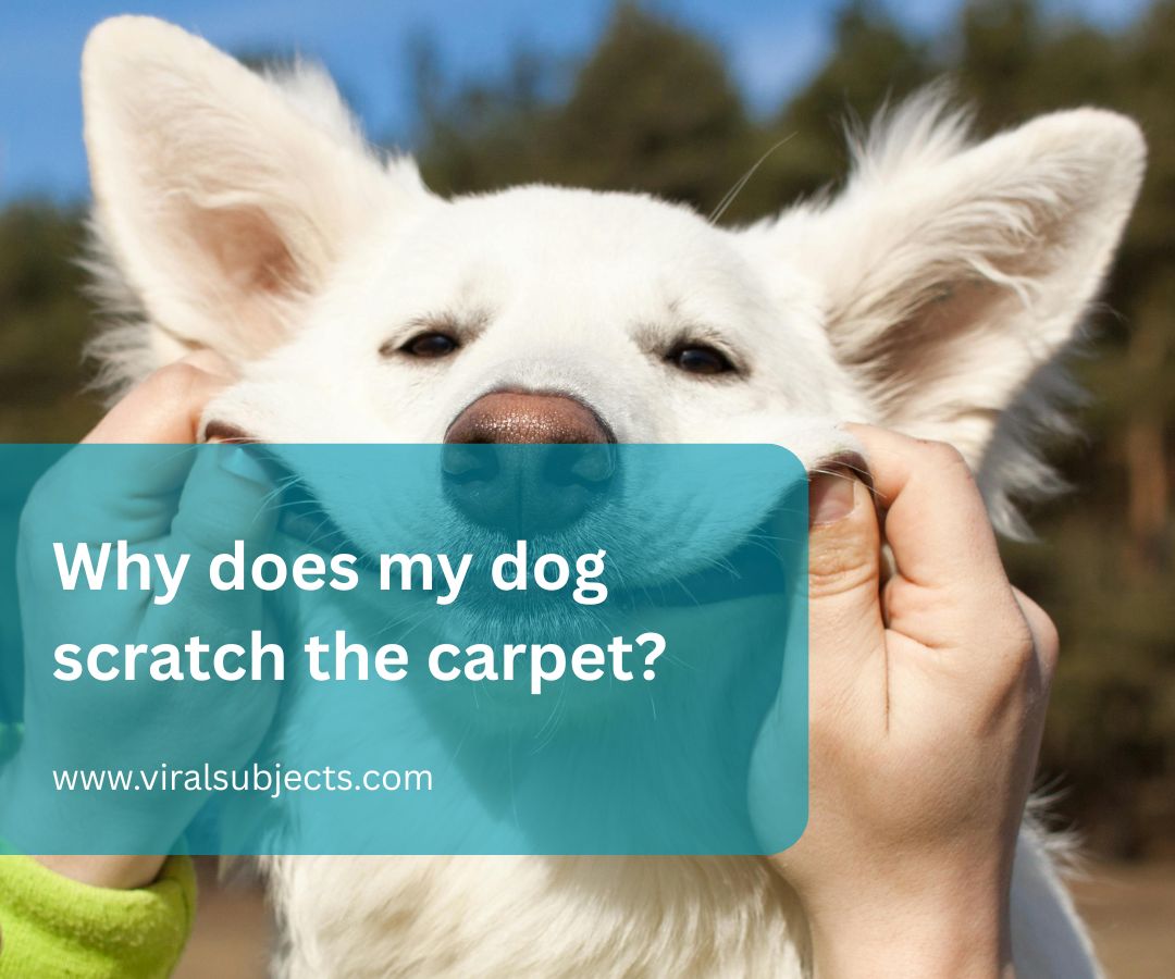 Why does my dog scratch the carpet