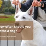 What human foods are safe for dogs