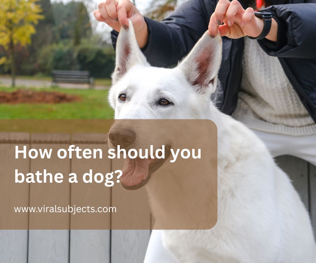 What human foods are safe for dogs