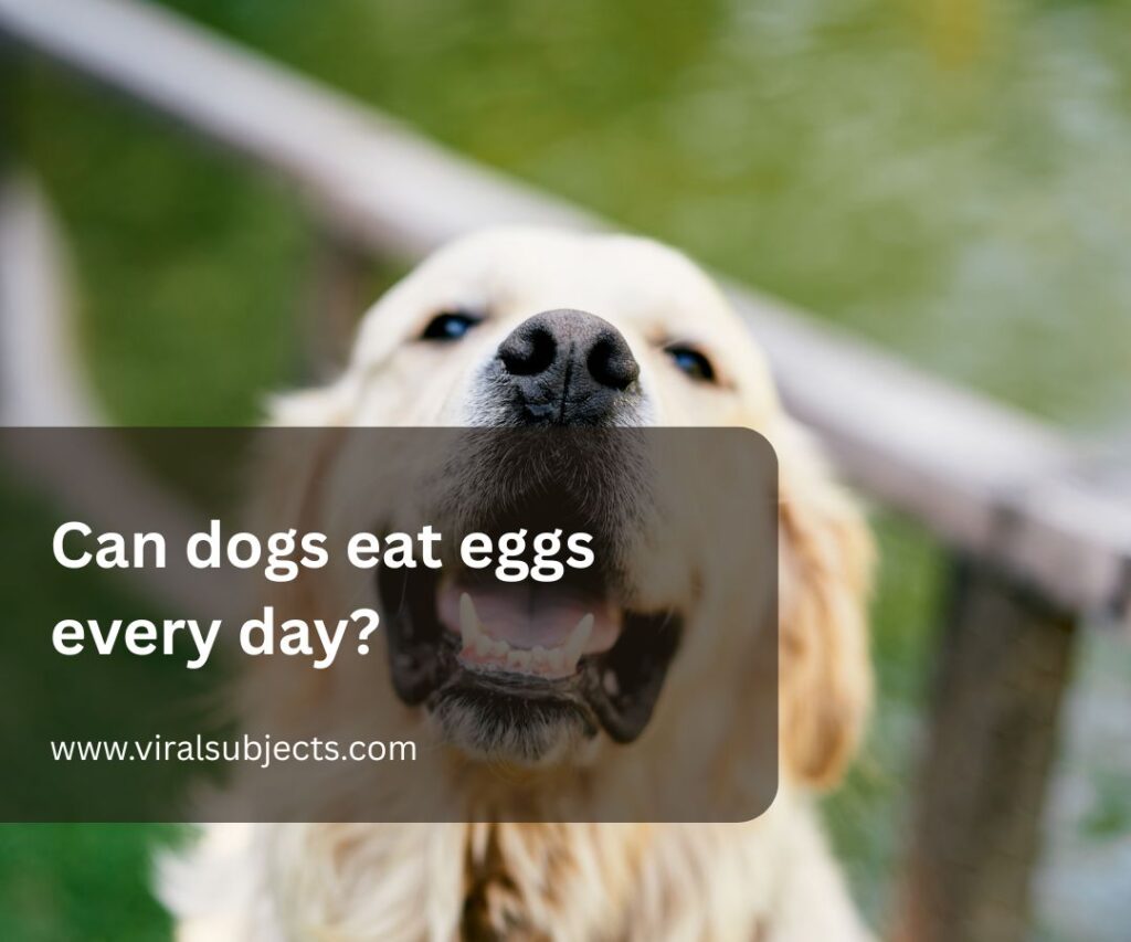 Can dogs eat eggs every day